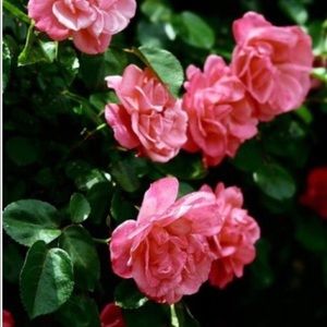 Meet your Posher, Brookland